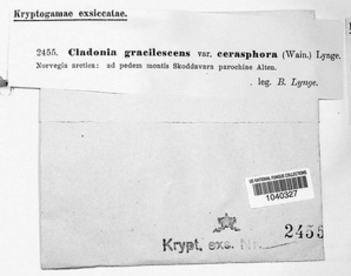 Cladonia gracilescens image